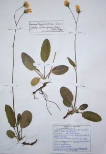 Hieracium hypochoeroides subsp. sublanigerum (Monte degli Angeli, Gargano)