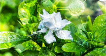Salute: ENEA nel team internazionale che ha sequenziato il genoma della Gardenia
