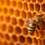Bee Interacta, il progetto di Interacta a supporto delle api